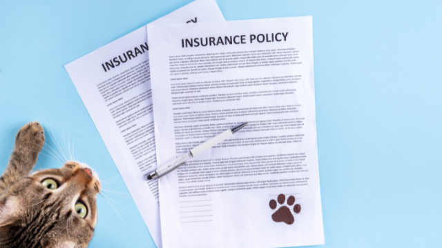 UK’s Top Pet Insurance Companies