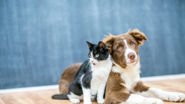 best-pet-insurance-companies-in-the-uk