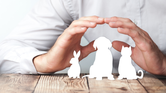 best-pet-insurance-companies-in-the-uk