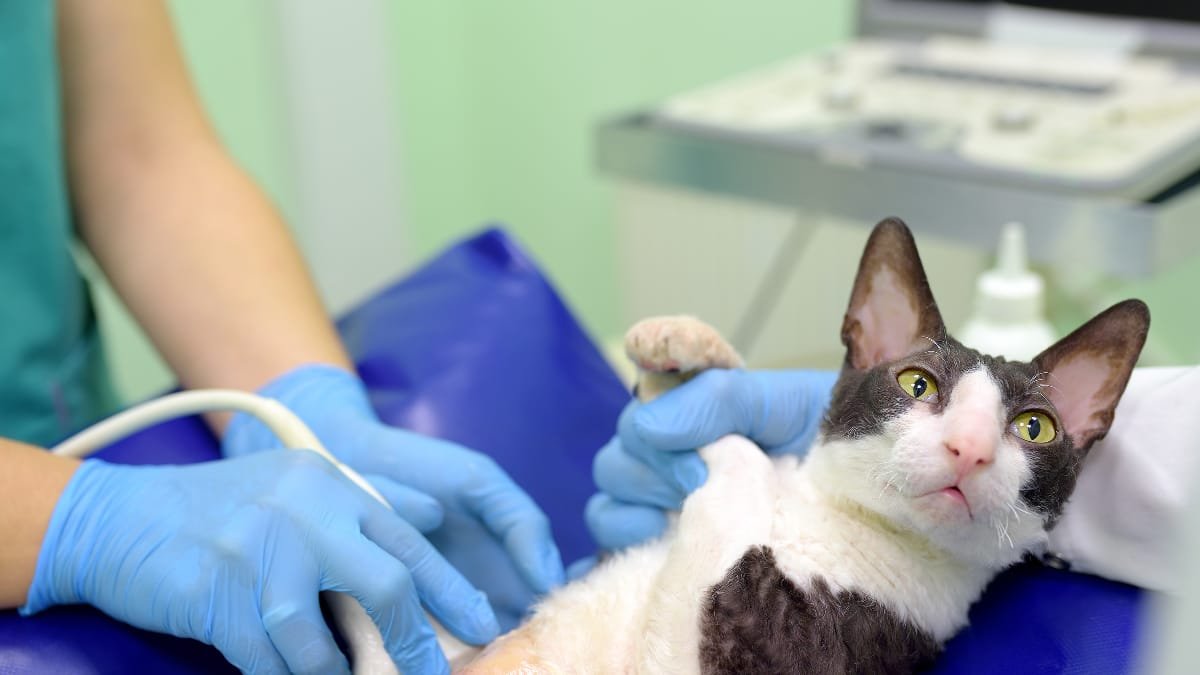 top 5 pet insurance companies in india